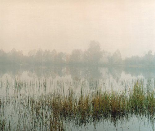 Hide and Seek: Swamp, Ori Gersht, 2009